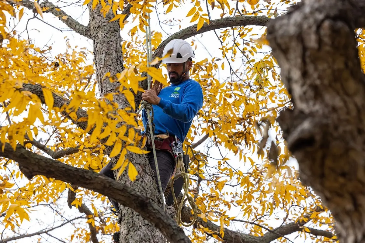 Skilled Tree Disease Treatment crew working in Laona